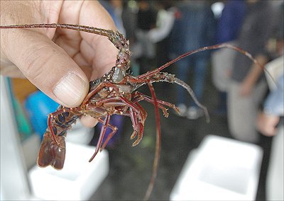 浜名湖雄踏港 小さなイセエビ育つ海 L 南浜名湖あそび隊