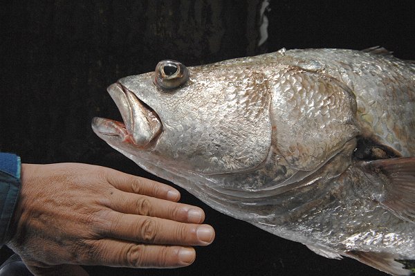 ニベ 南浜名湖あそび隊