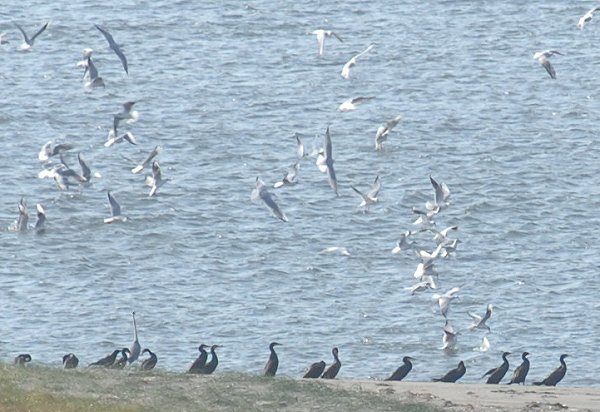 南浜名湖は鳥の季節　ユリカモメとカワウの瀬