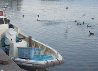 浜名湖の鳥の取り分　雄踏市場のキンクロハジロ