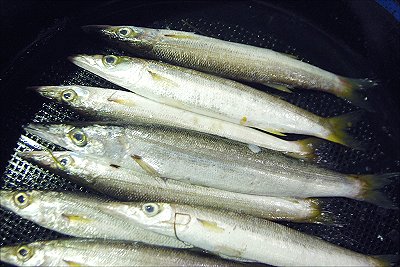 浜名湖の細長い魚 タチウオ カマス サヨリ L 南浜名湖あそび隊