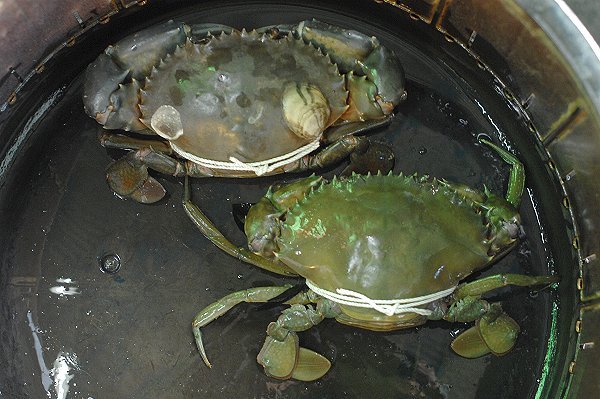 ワタリガニ 南浜名湖あそび隊