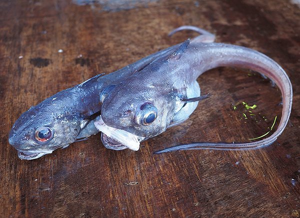 舞阪漁港底引き漁の小さな怪物たち L 南浜名湖あそび隊