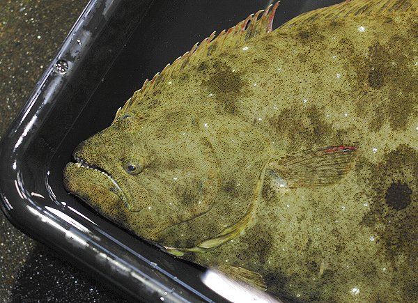 浜名湖の冬の星座 ヒラメ マゴチ L 南浜名湖あそび隊