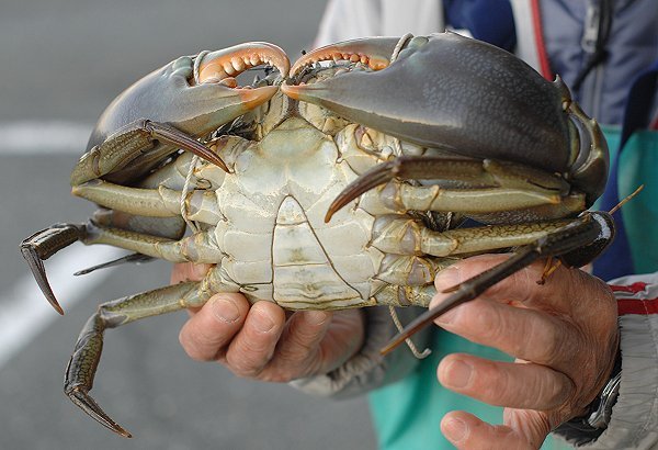 浜名湖今期最大のドウマンはアミメノコギリガザミ l 南浜名湖あそび隊！