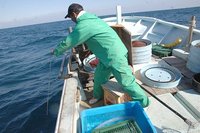 舞阪トラフグ漁　この日最後のトラフグ