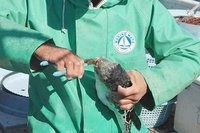 舞阪トラフグ漁　トラフグの歯を切る