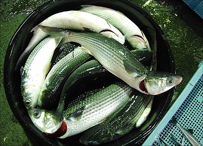 浜名湖　ボラ　メゴチ　サヨリ