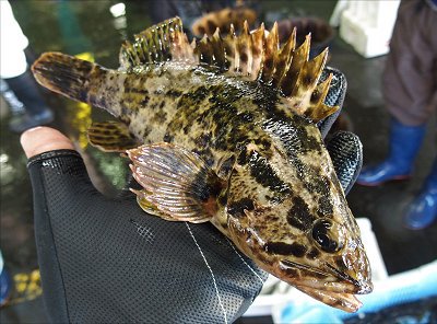 浜名湖雄踏港 一匹魚も大切に タケノコメバル ギンポ L 南浜名湖あそび隊