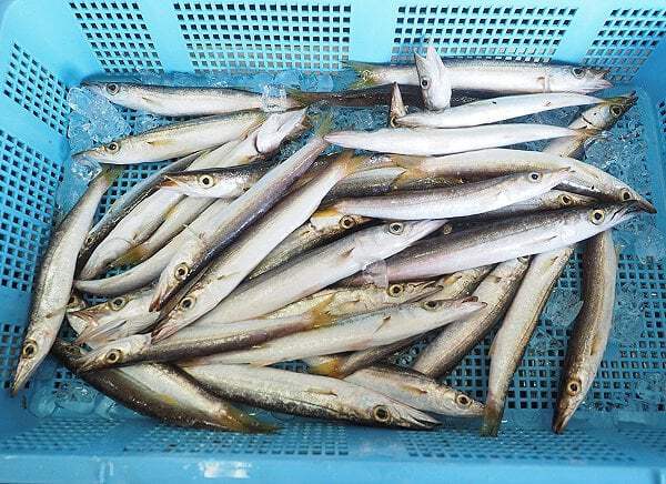 海に繋がる浜名湖はアジ・カマス・イワシの海