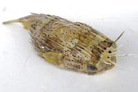 浜名湖雄踏港　オールバックのかわいい子　ハリセンボン