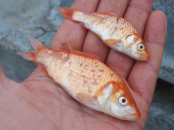 浜名湖の赤い魚 金魚かコイか L 南浜名湖あそび隊