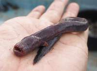 浜名湖の泥の中の恐怖 チワラスボ 浜名湖生き物見つけ隊！