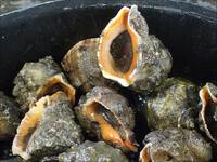 浜名湖のサザエ　アカニシ