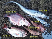 舞阪港底曳き漁の小さな深海魚図鑑