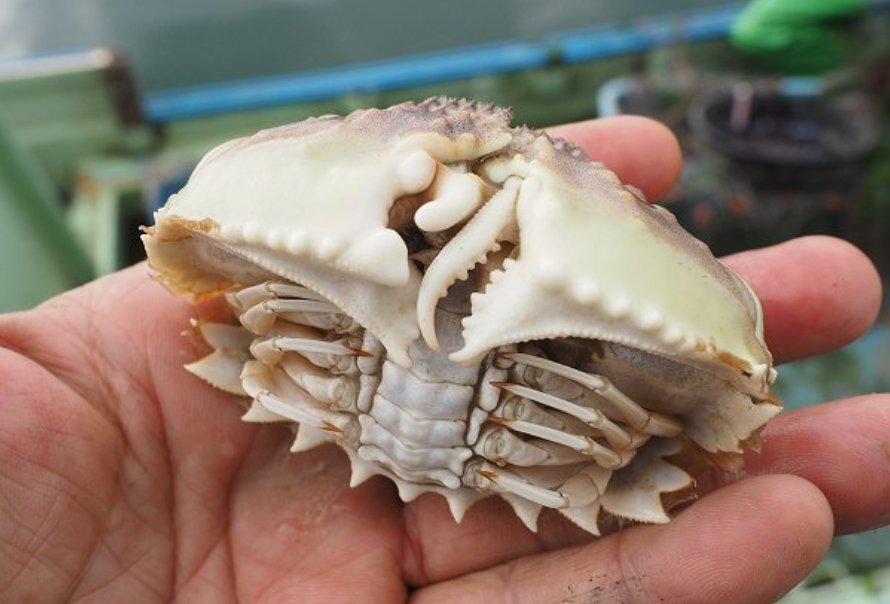 左右形が違うツメで巻貝を割り食べる　メガネカラッパ