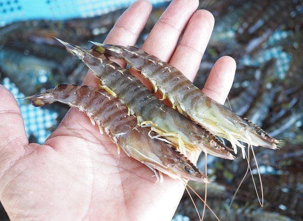 お盆は浜名湖のエビの主役交代の時期