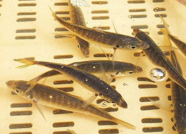 鷲津市場は水族館？　夏の浜名湖の小さなシャトル　コウイカの子たち