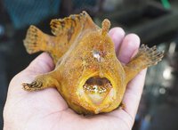 浜名湖雄踏市場の珍魚　7月はカエルアンコウの季節