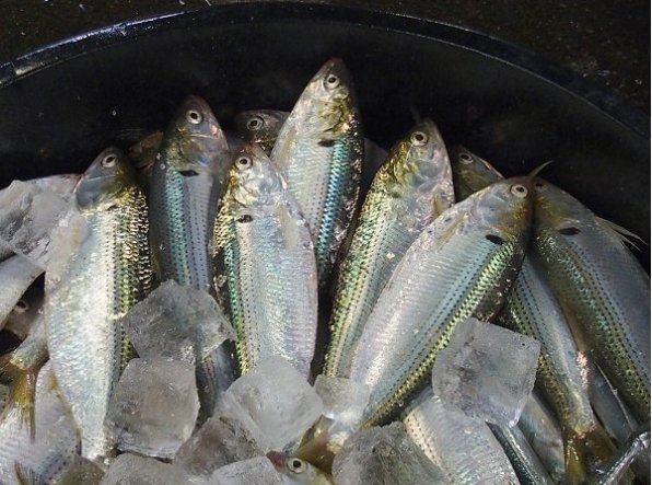 浜名湖の冬魚　ツナシと呼ばれるコノシロの季節
