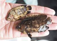 マツダイは木の葉となって漂う浜名湖のシーラカンス