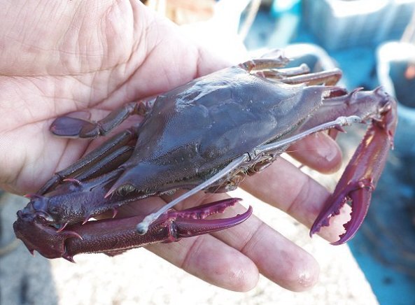 長い目で見て！浜名湖メナガザミ