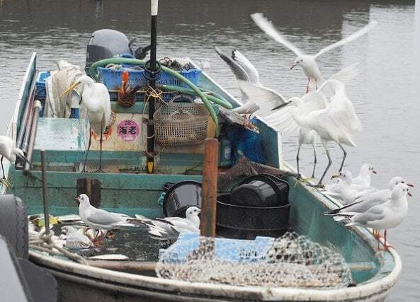 浜名湖の鳥と漁師さん　鳥のトリ分