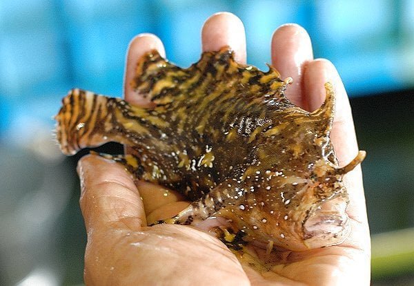 海のバイブモード　マツカサウオと舞阪港の小さな水族館