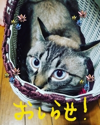 営業時間のお知らせ。 2018/12/18 12:17:00