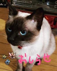 お知らせ。 2019/03/02 12:10:34