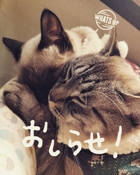 臨時休業のお知らせ。 2018/11/27 12:11:14