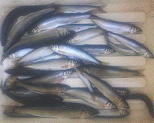 出ました♪２日の釣果です♪