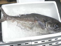 これは・・・・・大きな魚！ 2016/02/04 12:59:28