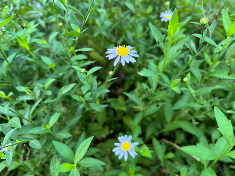野菊の花