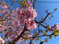 早咲き桜。 2025/03/07 17:00:33