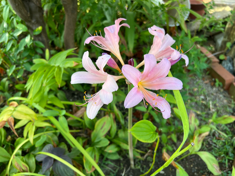 夏水仙。