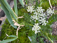 セリ科植物 2025/04/20 17:32:39