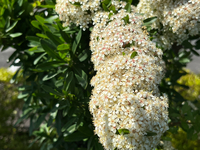 一斉に花。 2025/05/08 16:42:30