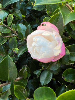 さざんか。