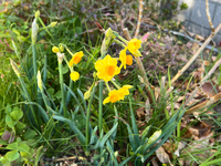 水仙の花。 2025/02/14 17:36:57