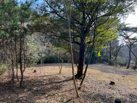 森林公園 2025/03/02 19:40:57