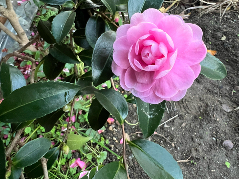 山茶花、乙女。