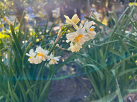 八重の水仙の花 2025/02/28 16:38:09