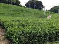 茶畑 2013/08/08 15:46:14