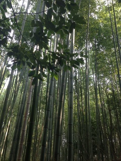 修学旅行以来の京都