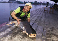 メコン大ナマズ を釣りたい♬
