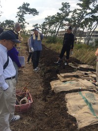 遠州灘に緑の防潮森づくり 2014/10/26 08:42:44
