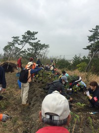 防潮森つくり 2015/04/05 08:34:39