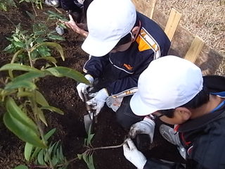 砂丘小の子供達と植樹