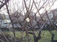 春到来 2013/02/07 08:40:31